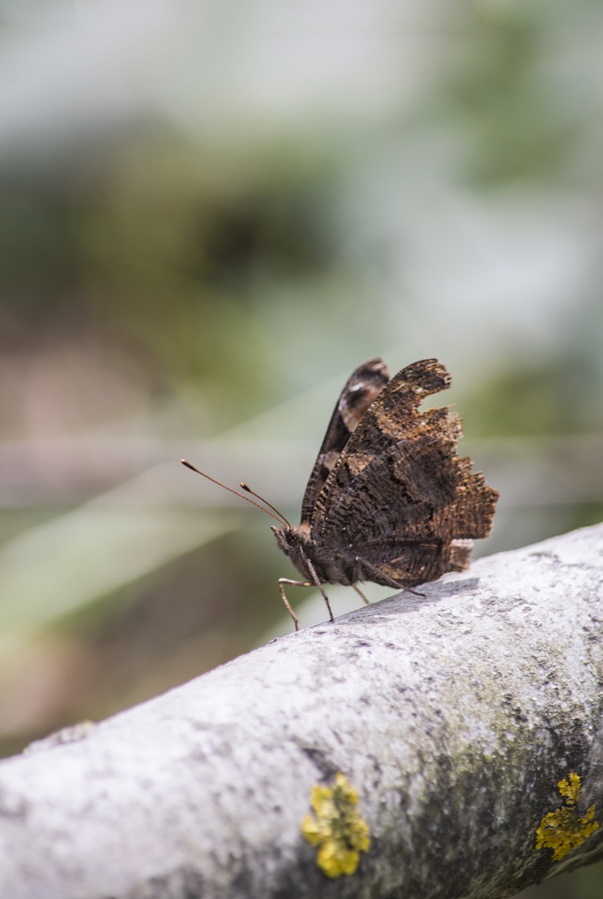 butterfly nature branch free photo