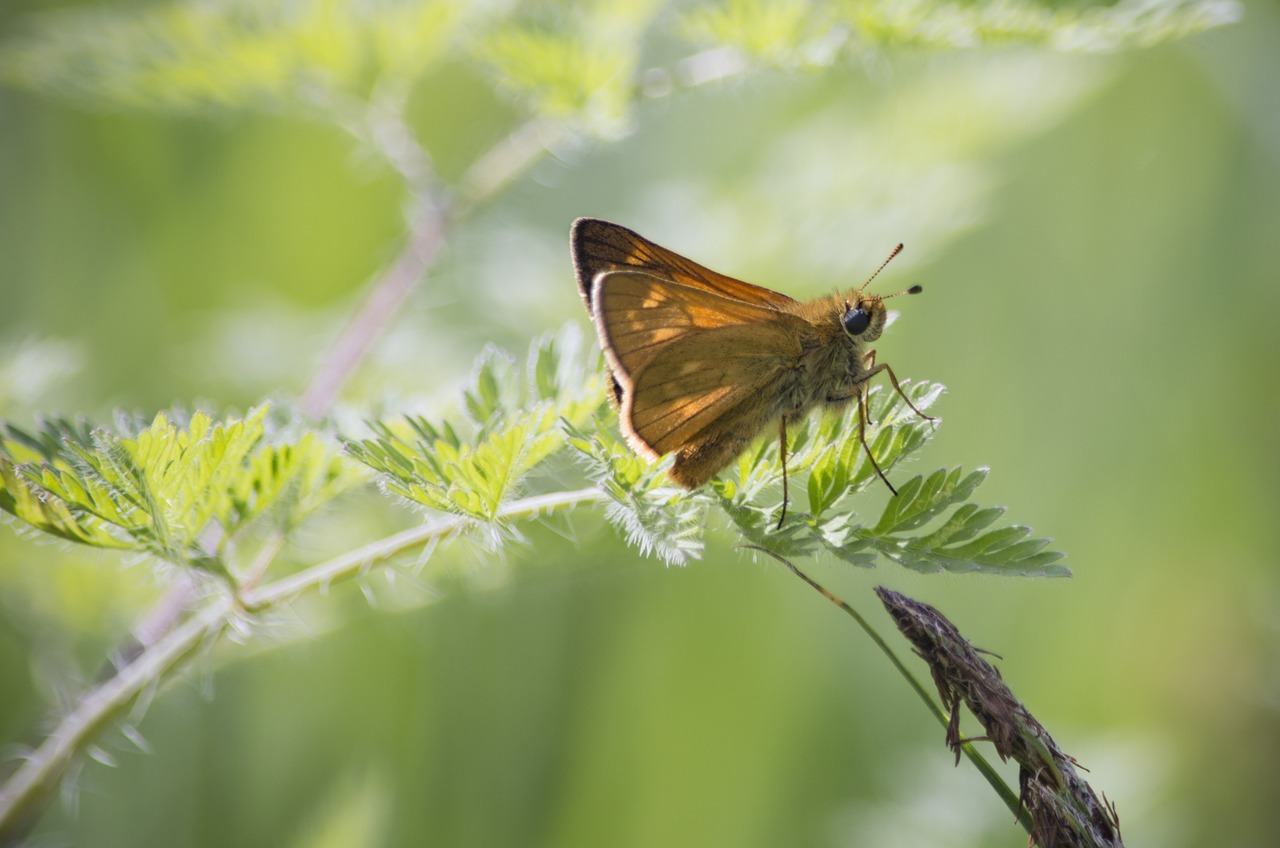 butterfly nature grass free photo