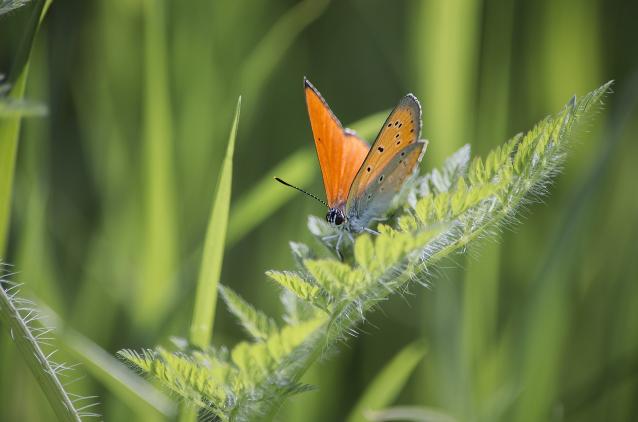 butterfly nature grass free photo