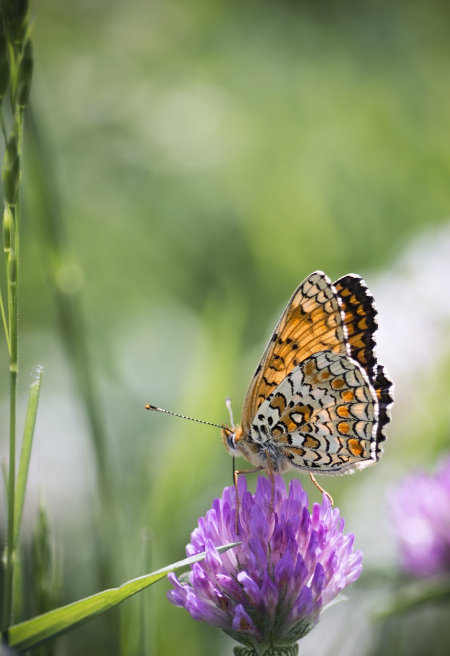 butterfly nature grass free photo