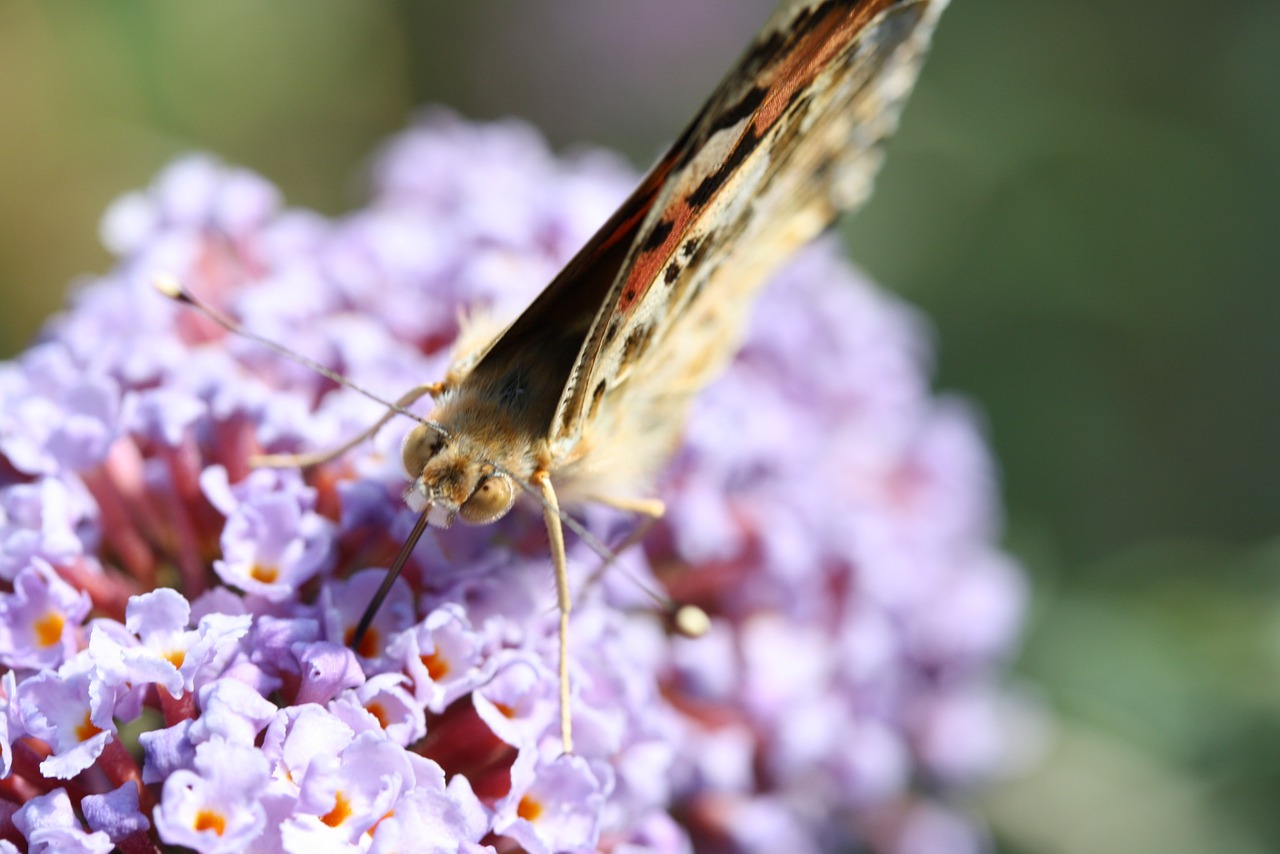 butterfly macro insect free photo