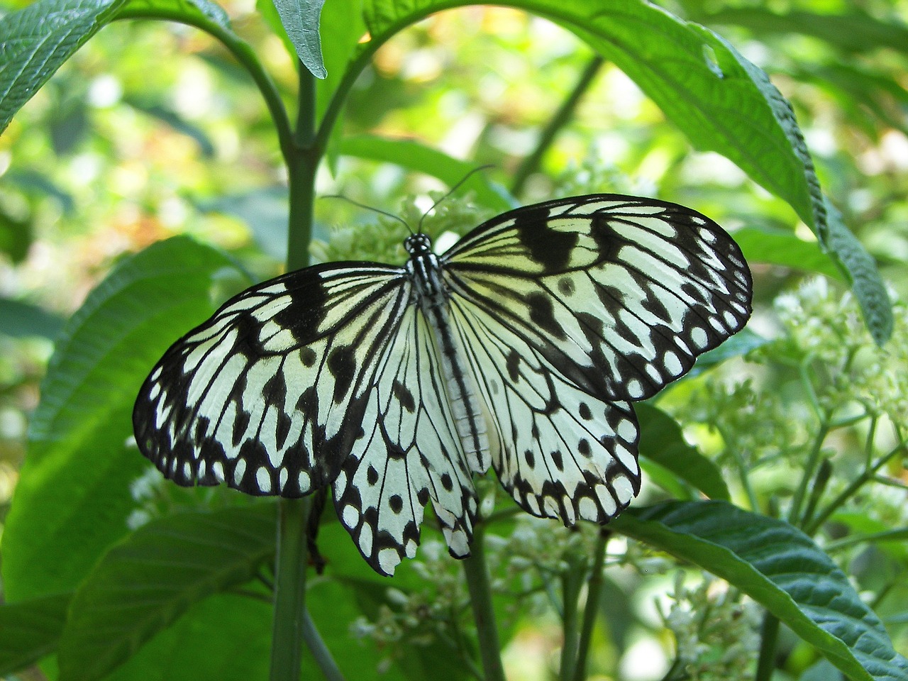 butterfly butterfly rain forest colorful free photo