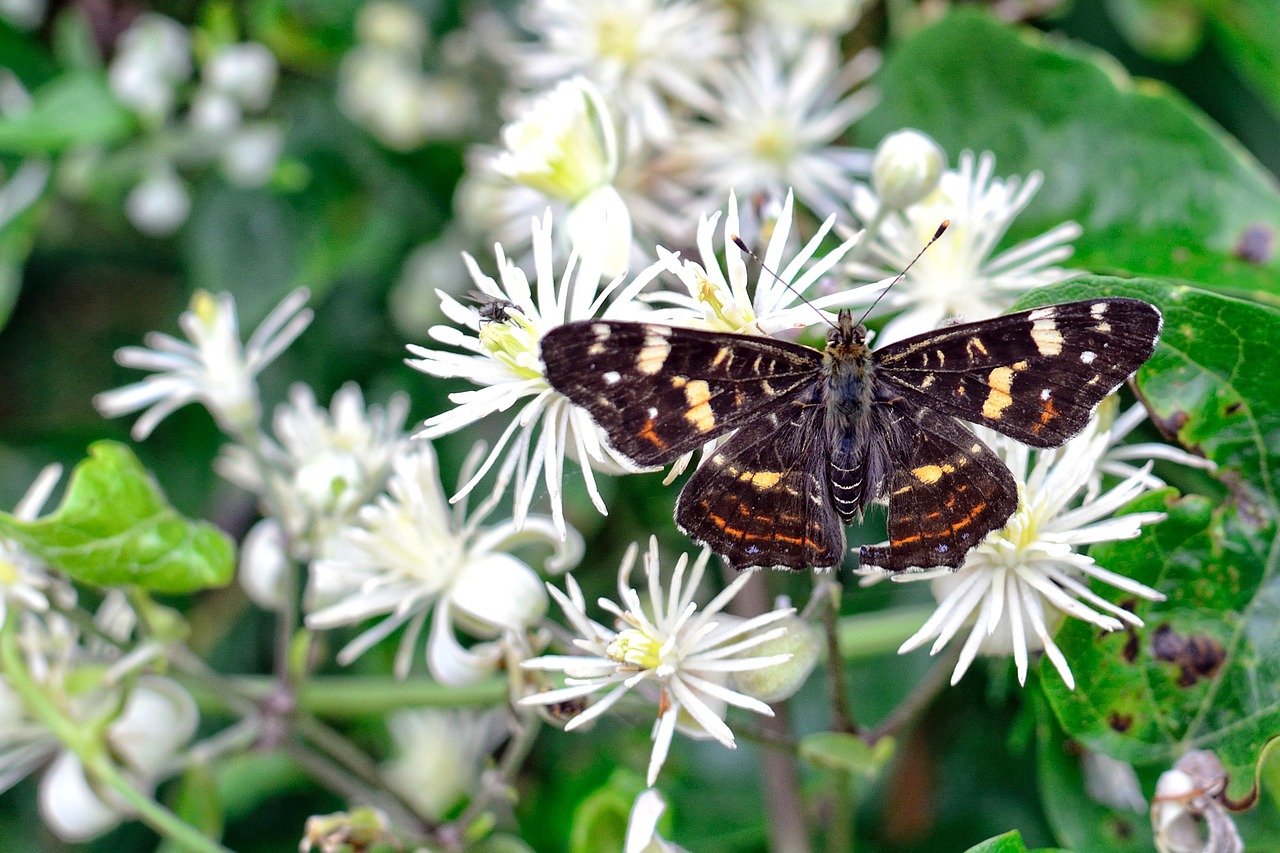 butterfly european map araschnia levana free photo