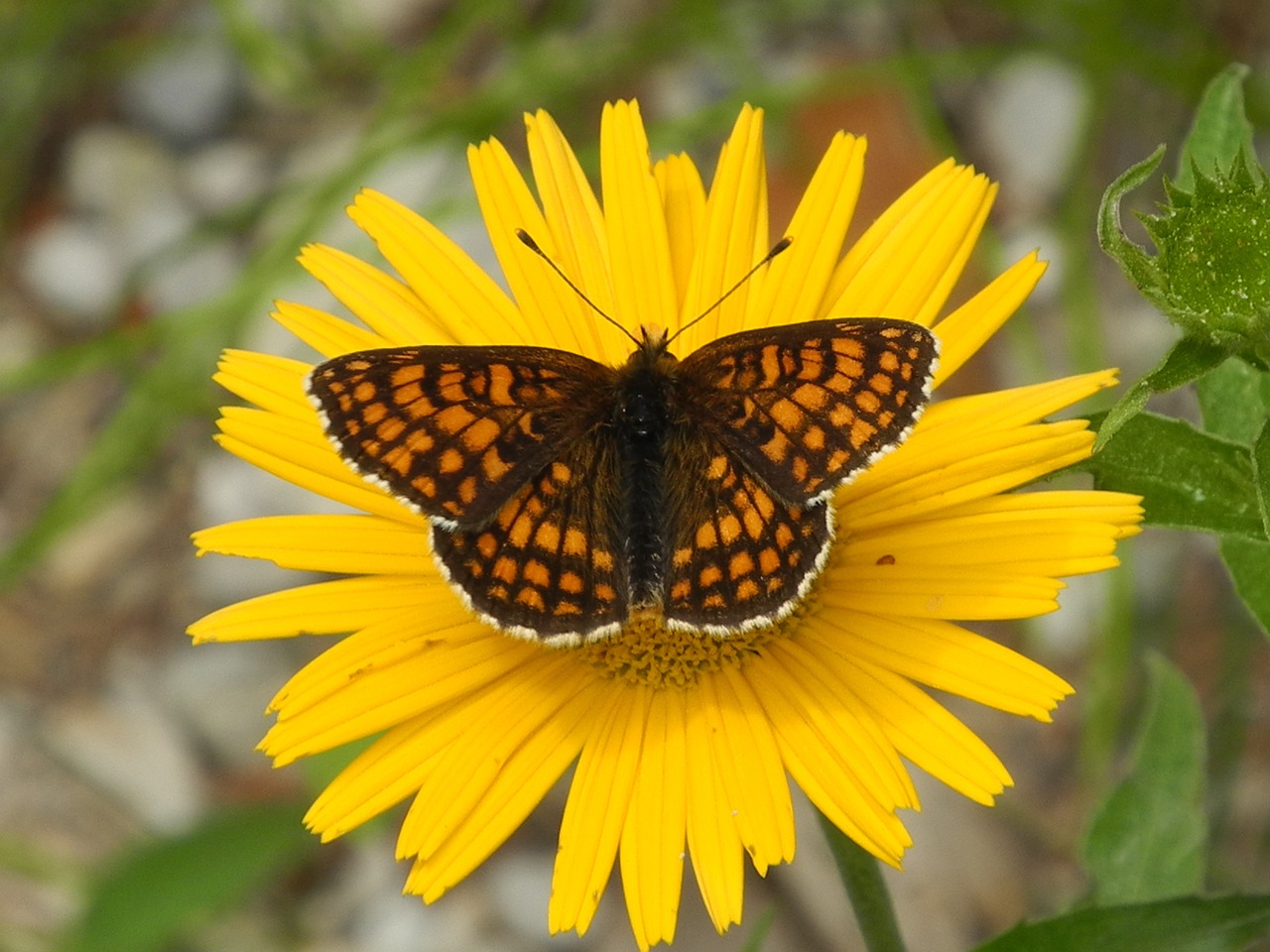 butterfly flower insect free photo