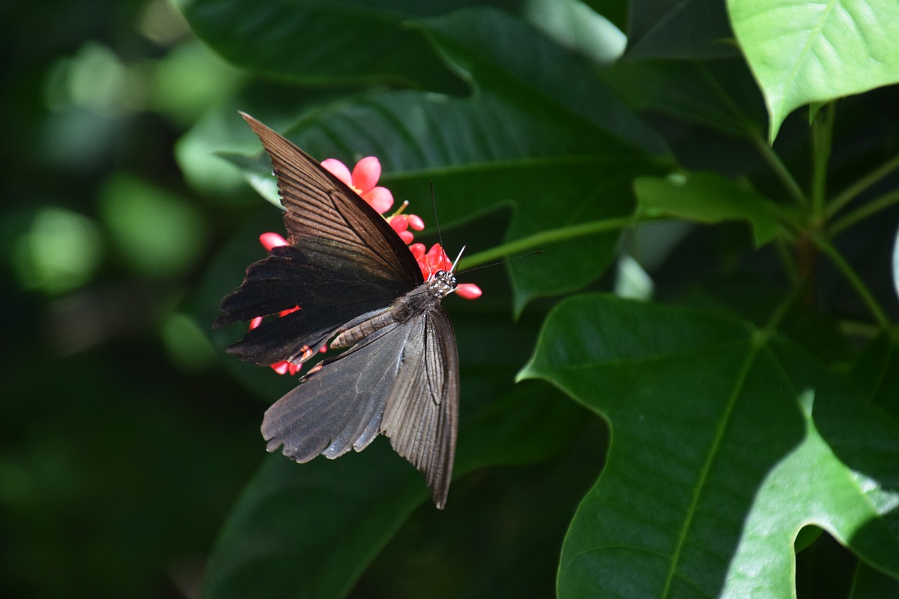 butterfly nature flower free photo