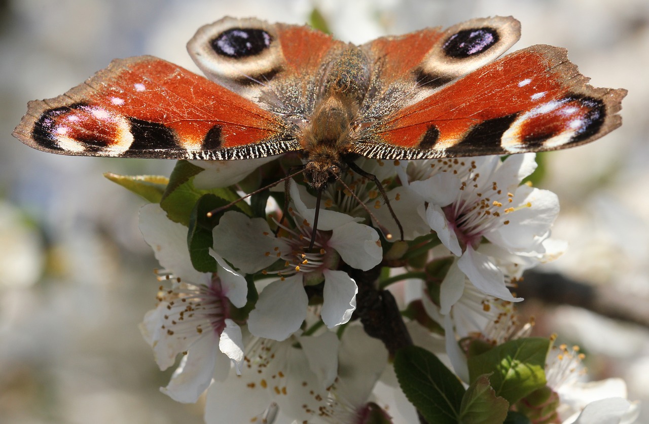 butterfly peacock insect free photo