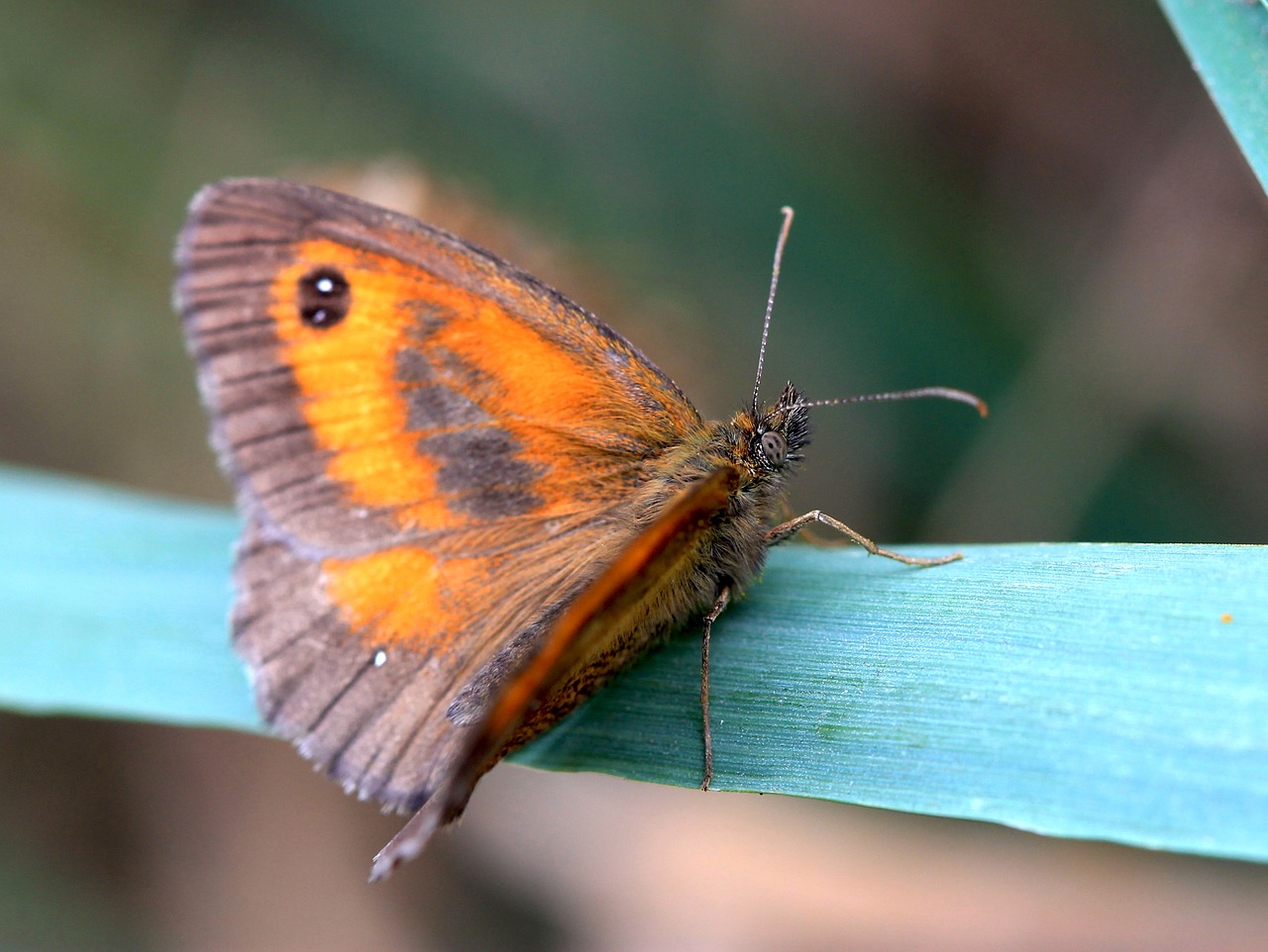 butterfly insect nature free photo