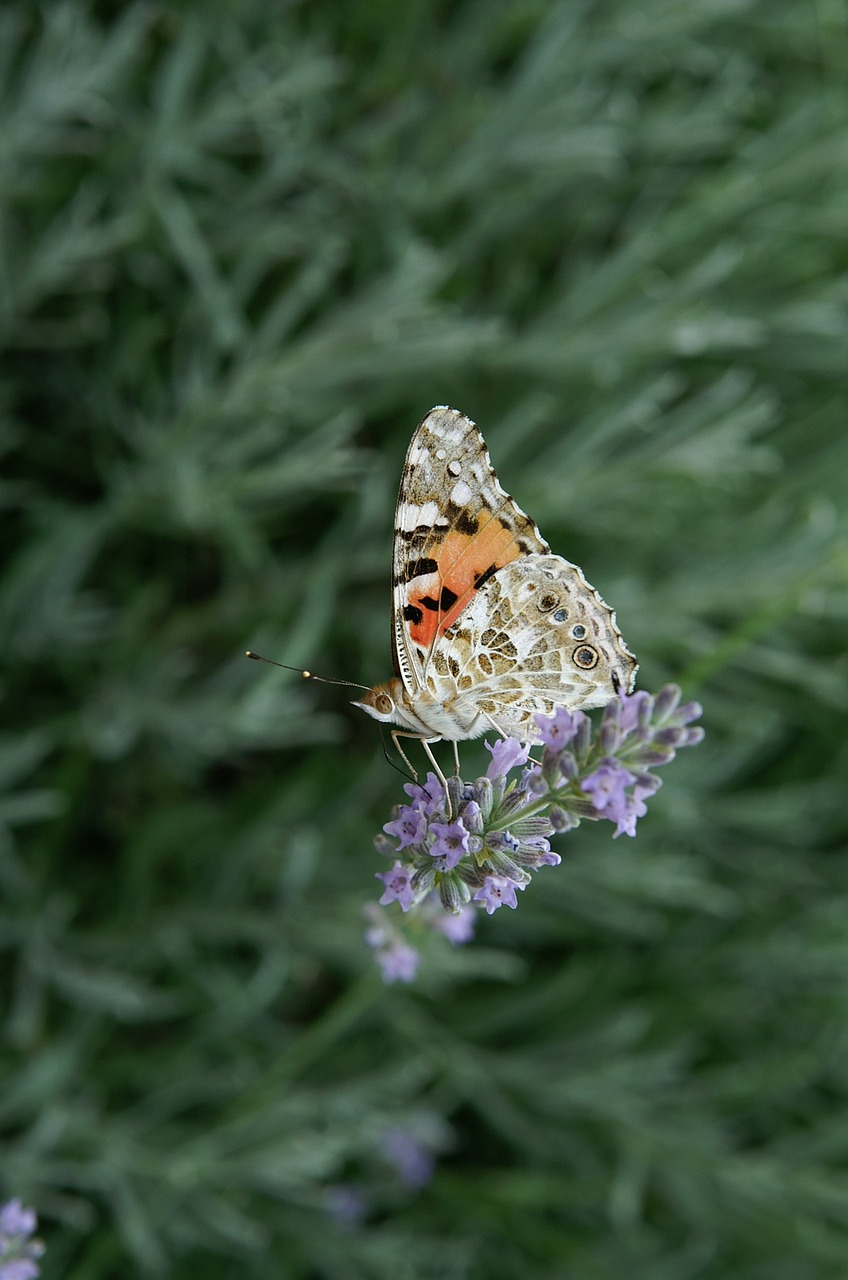 butterfly spring ypaithro free photo