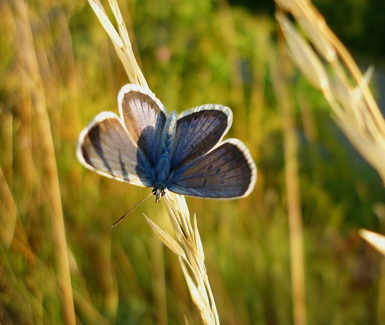 butterfly blue meadow free photo