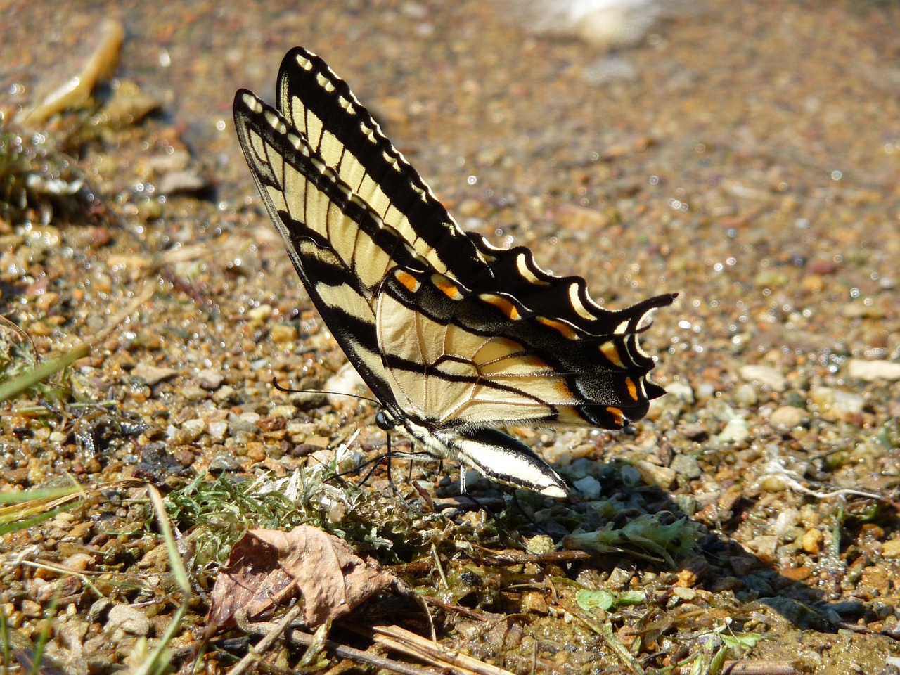 butterfly ground water free photo