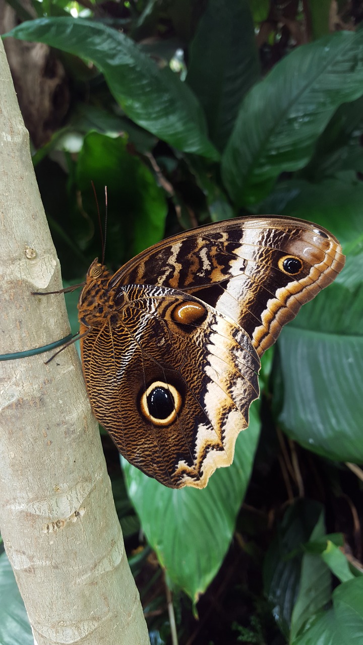 butterfly tropics eye free photo