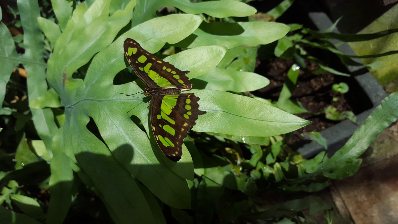 butterfly green insect free photo