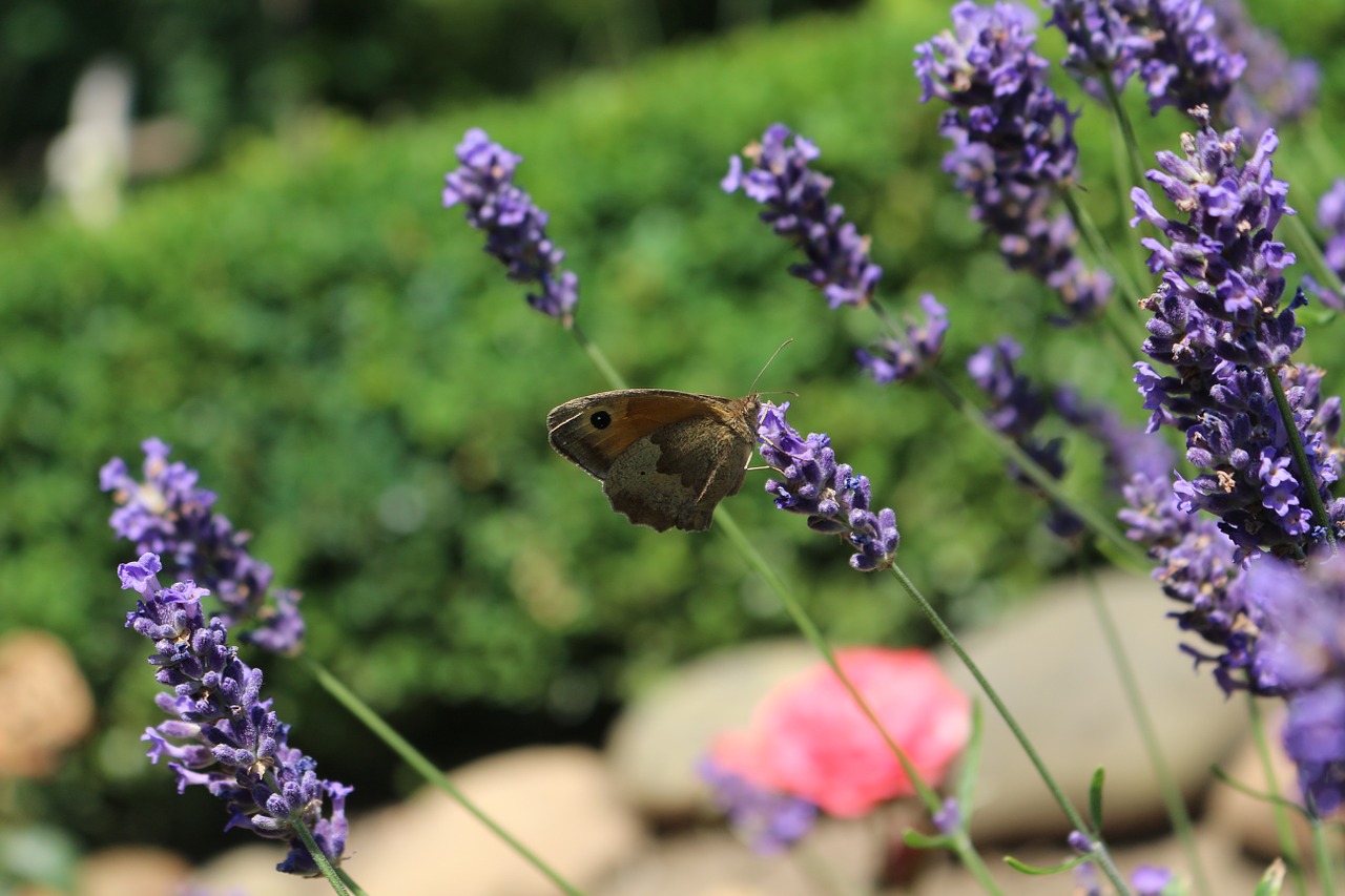 butterfly brown insect free photo