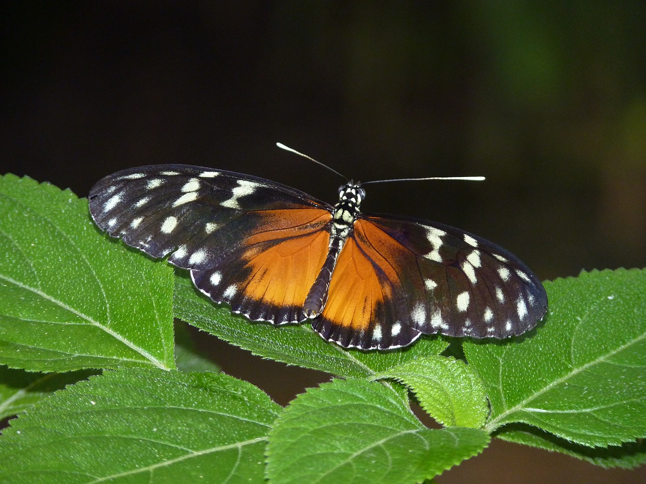 butterfly exotic insect free photo