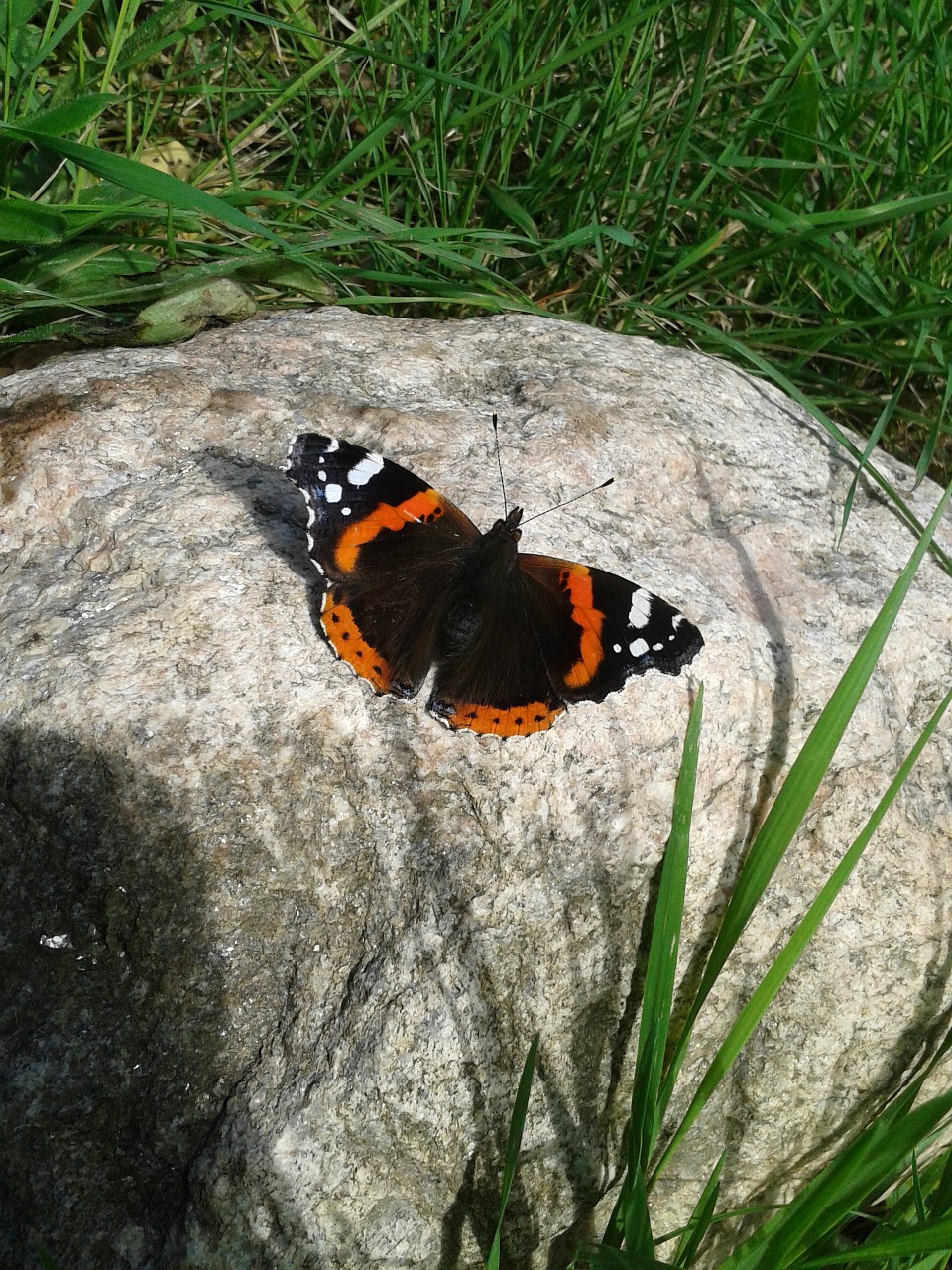 butterfly insect garden free photo