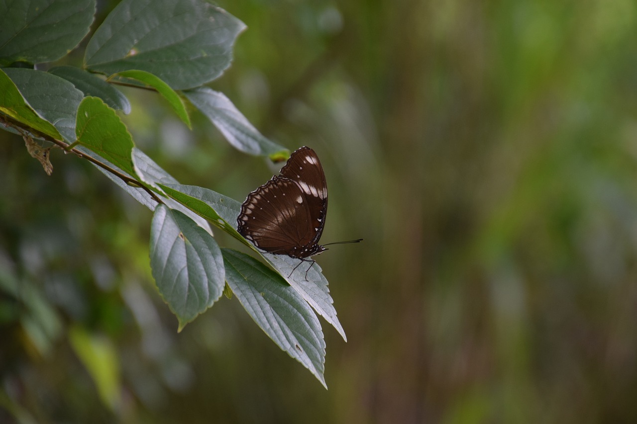 butterfly natural leave free photo