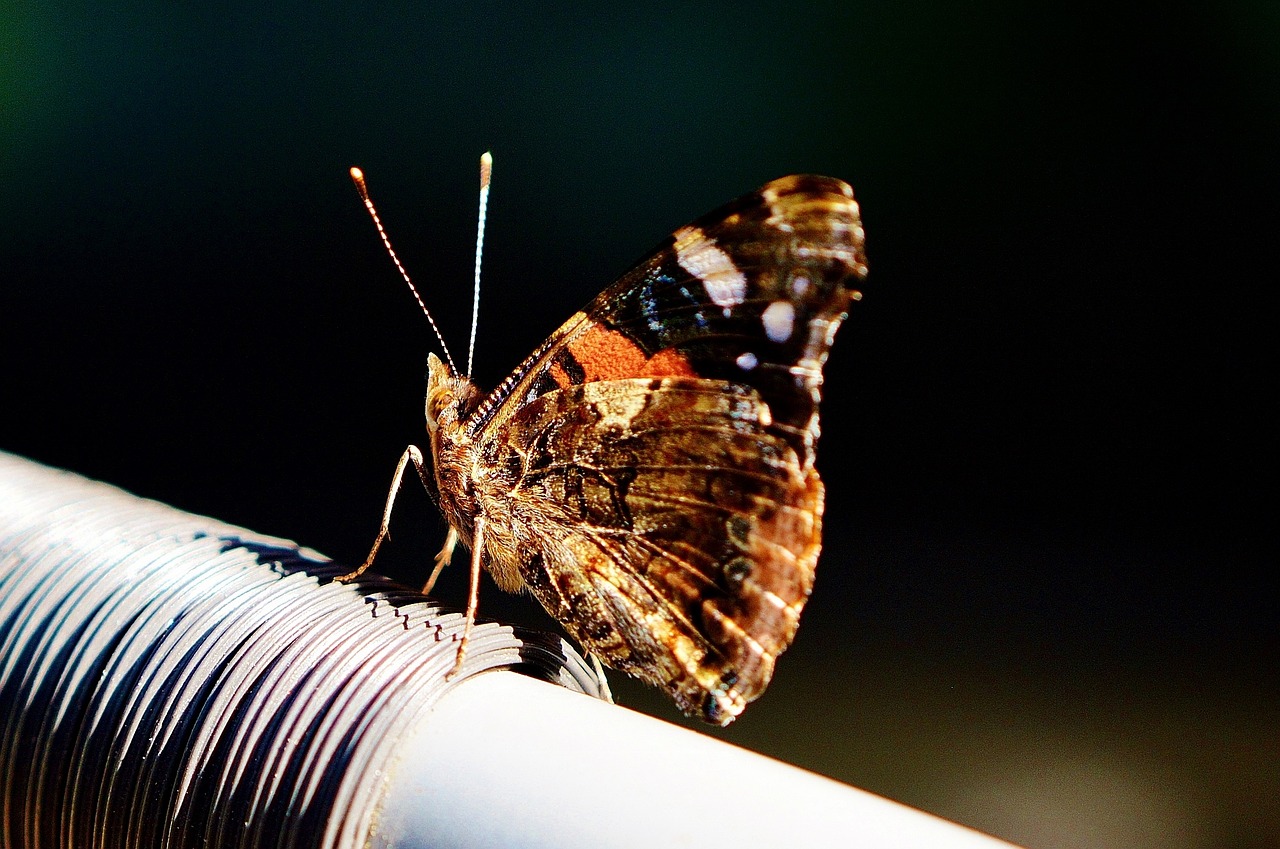 butterfly colorful insect free photo