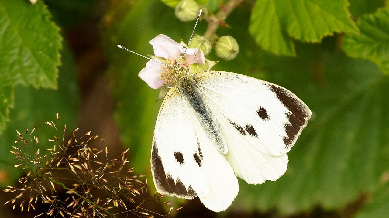 butterfly white cabbage butterfly free photo
