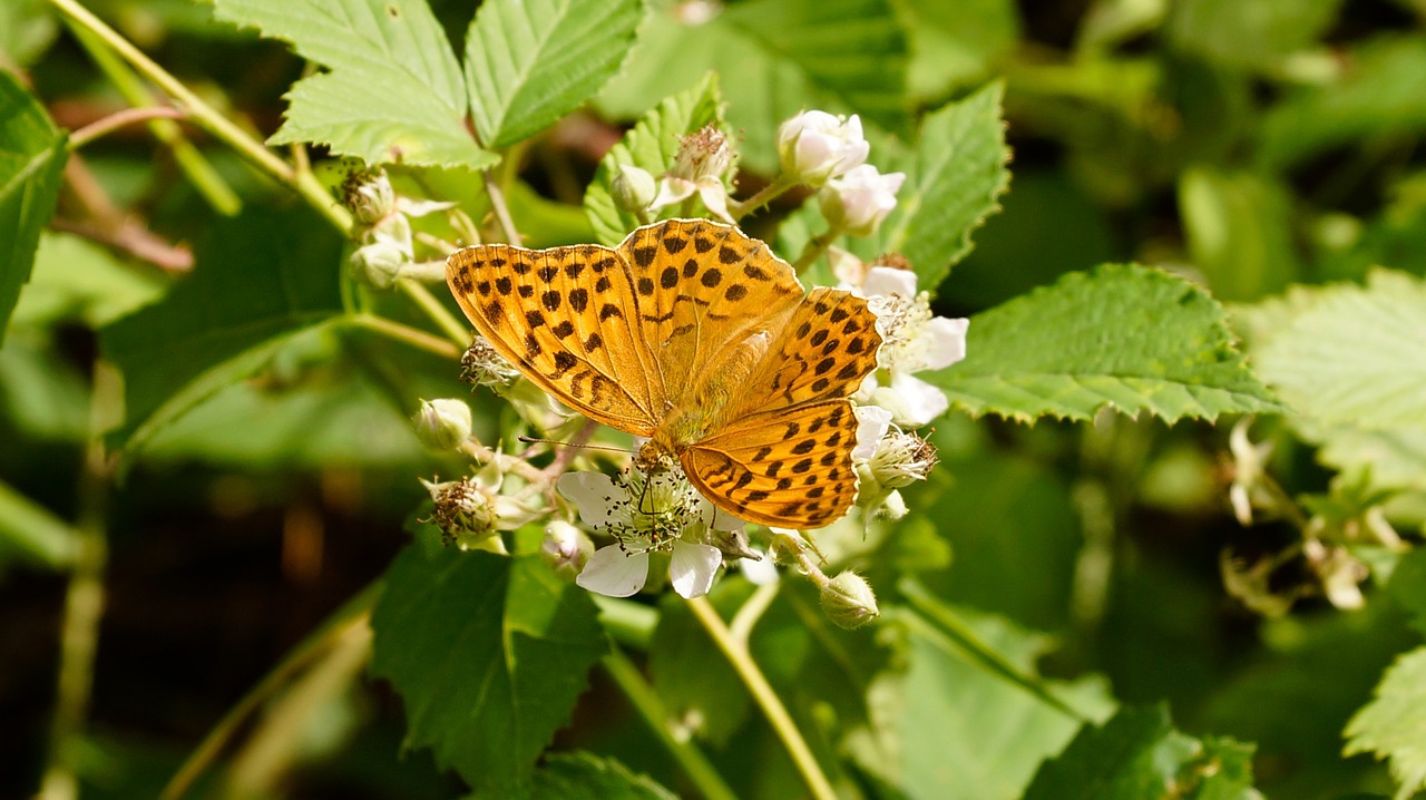 butterfly orange silver-washed fritillary free photo