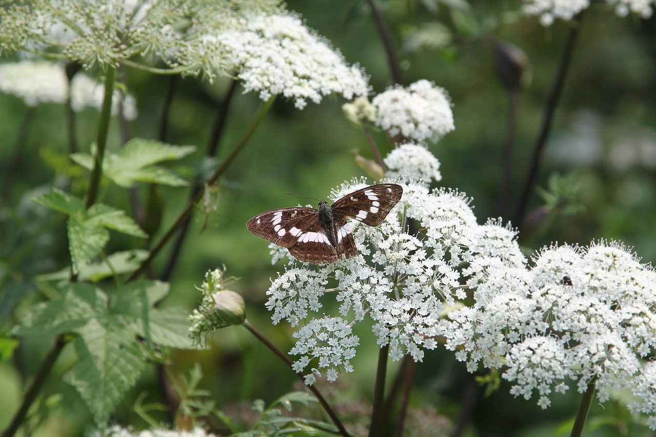 butterfly flower nature free photo