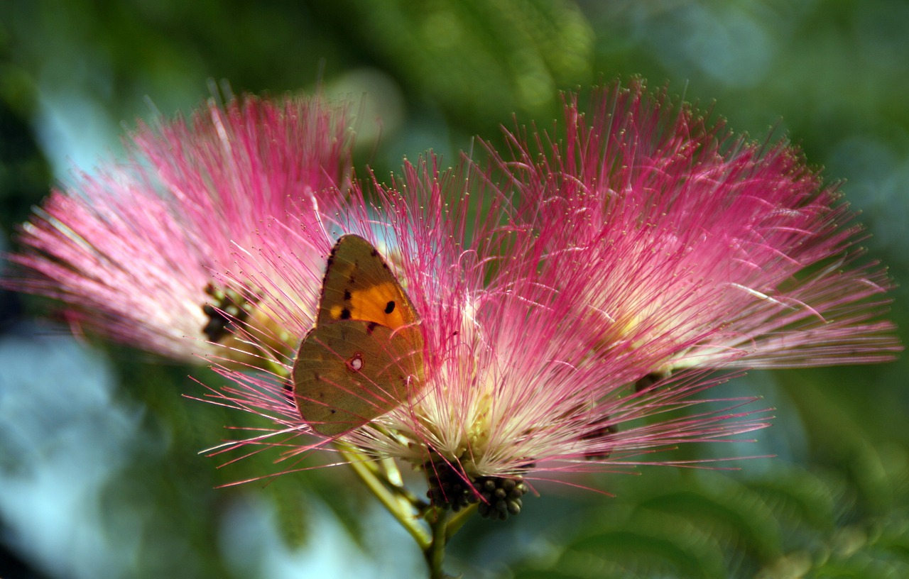 butterfly yellow flower free photo