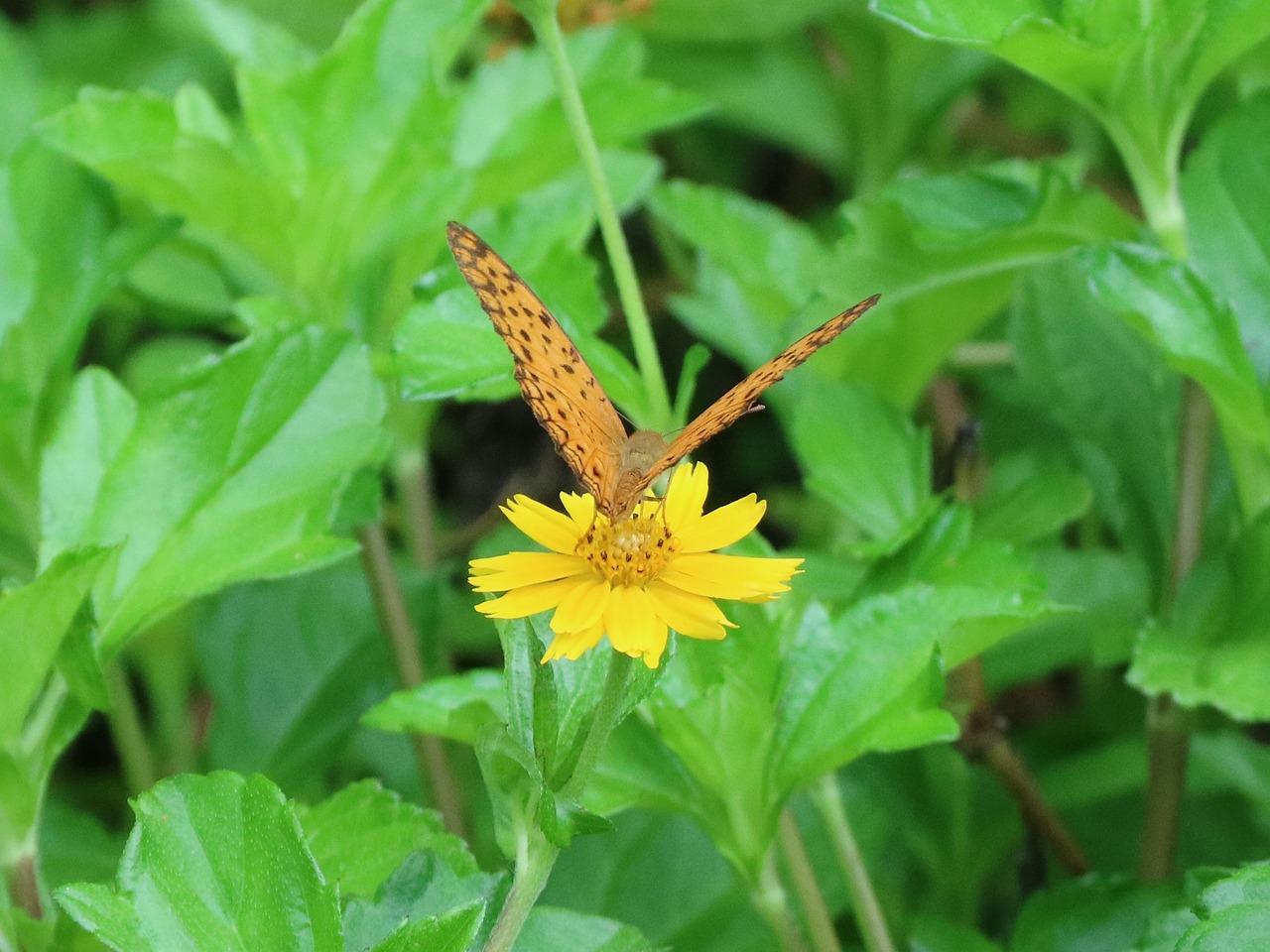 butterfly adopt honey flower free photo