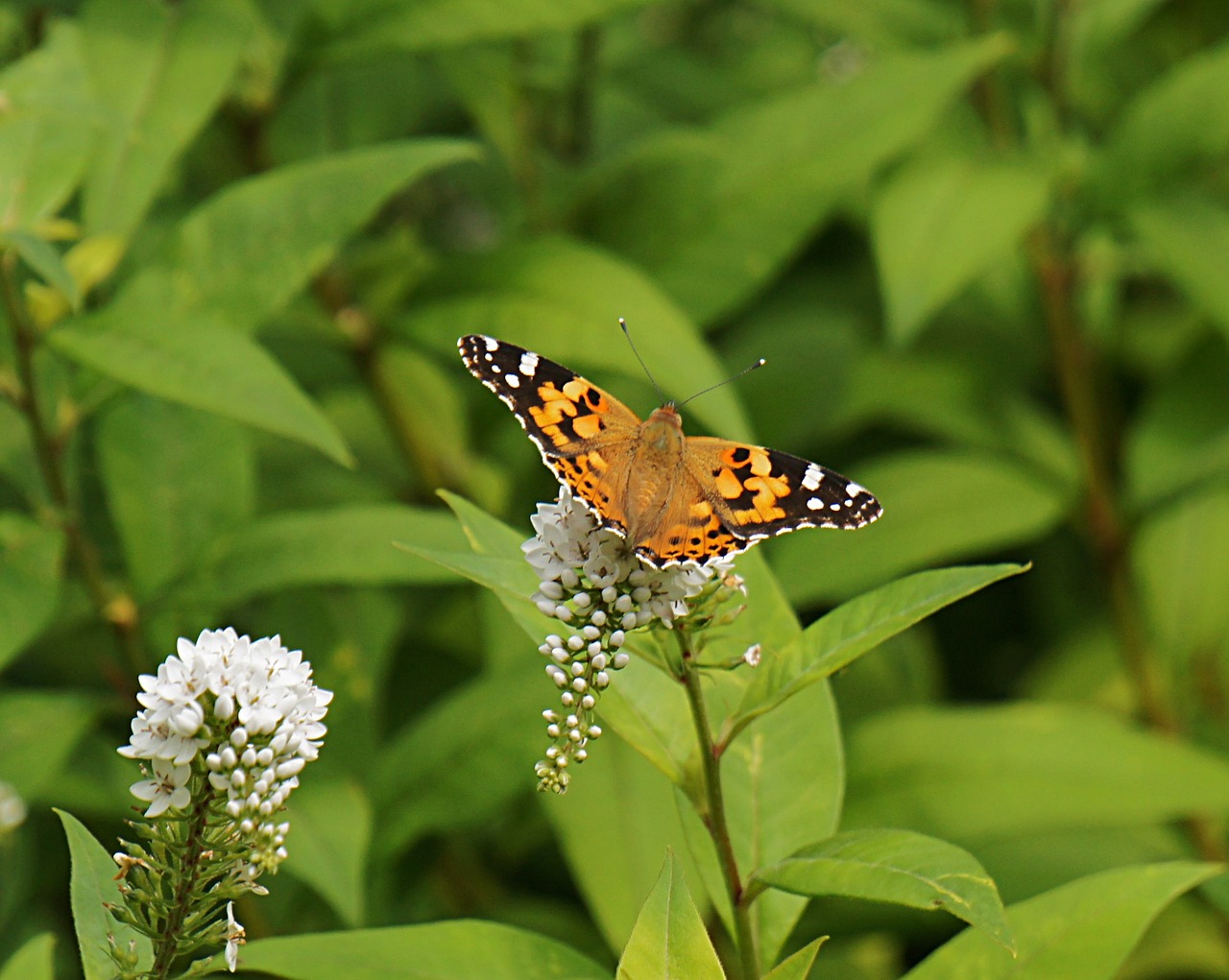 butterfly garden nature free photo