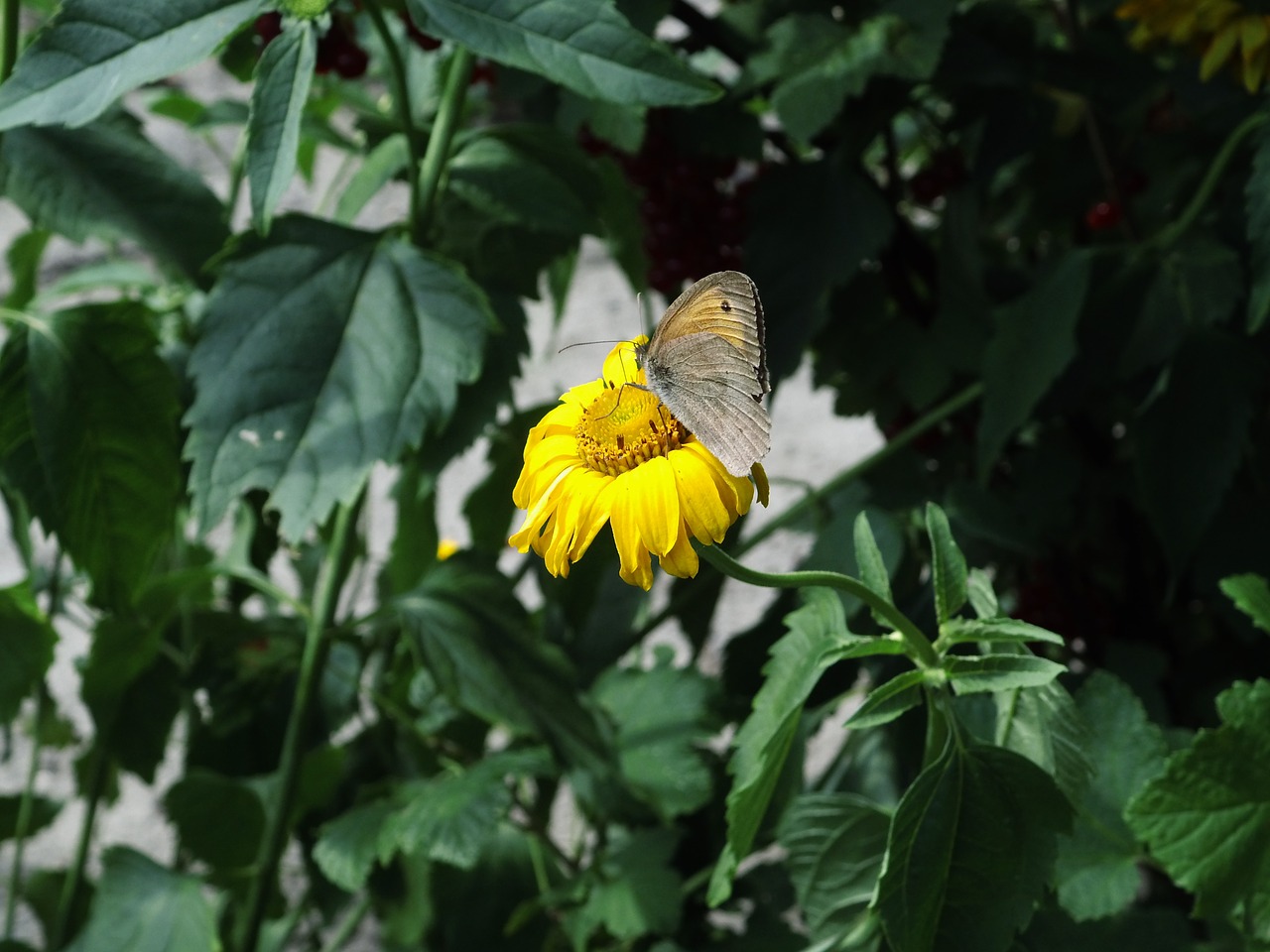 butterfly flower yellow free photo