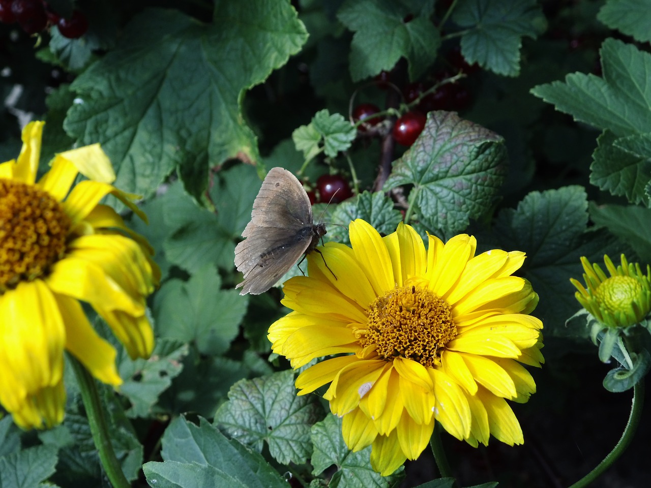 butterfly flower yellow free photo