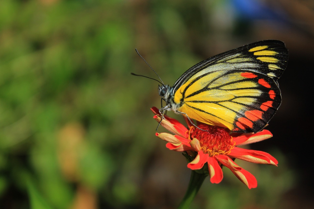 butterfly colorful insect free photo