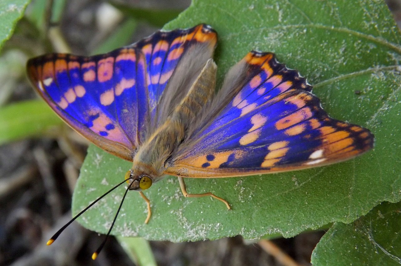 butterfly blue coloring free photo