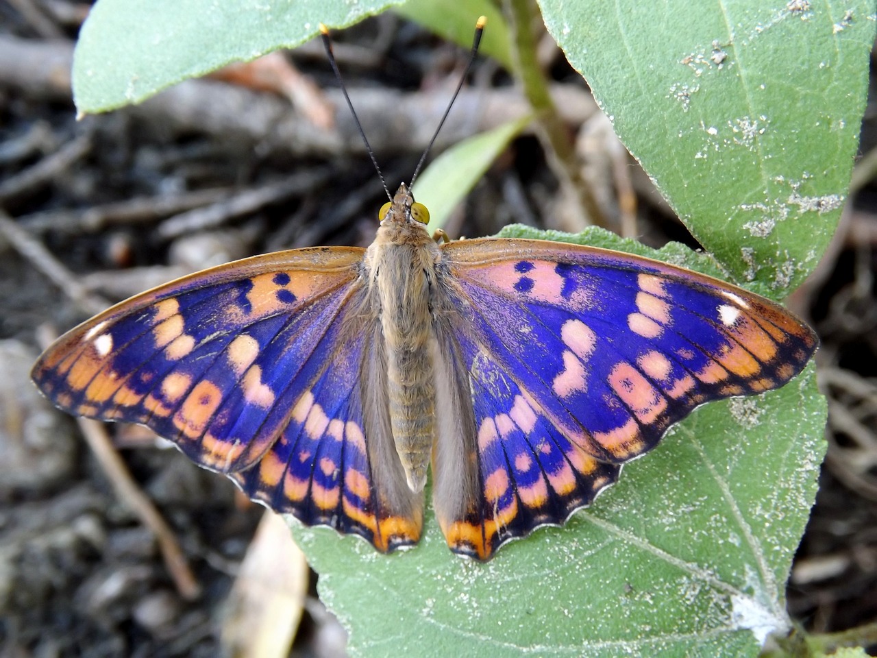 butterfly blue coloring free photo