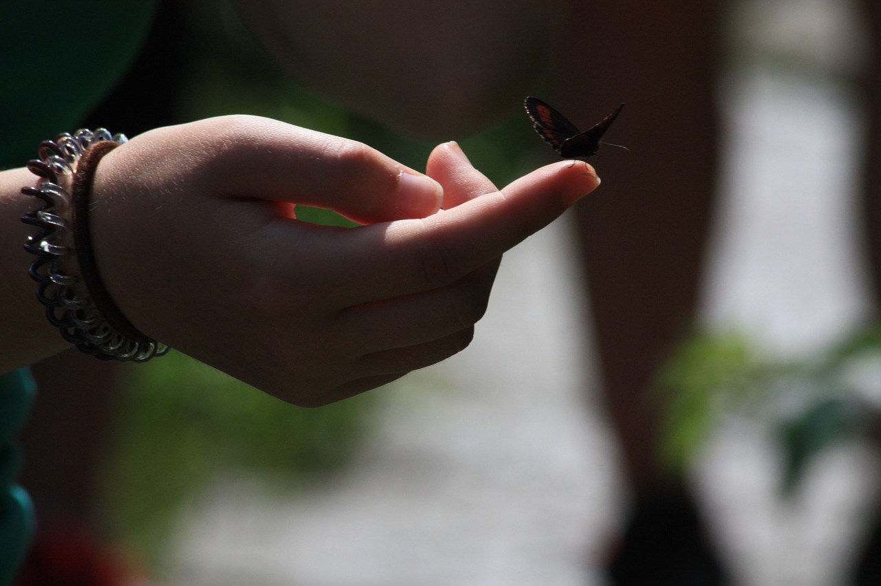 butterfly hand insect free photo