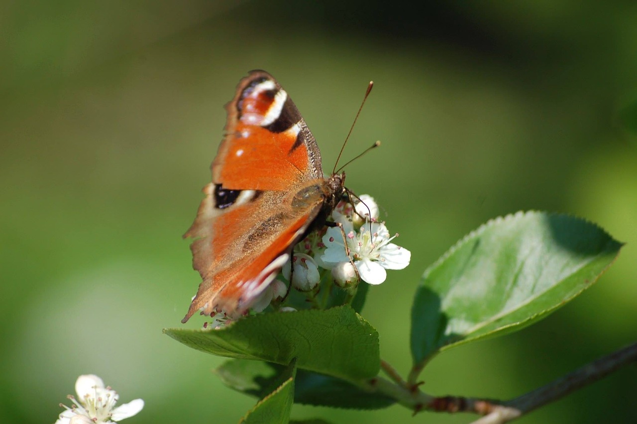 butterfly nature garden free photo