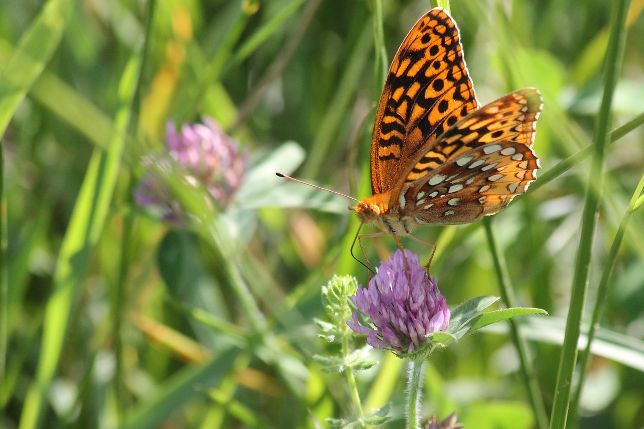 butterfly flower grass free photo