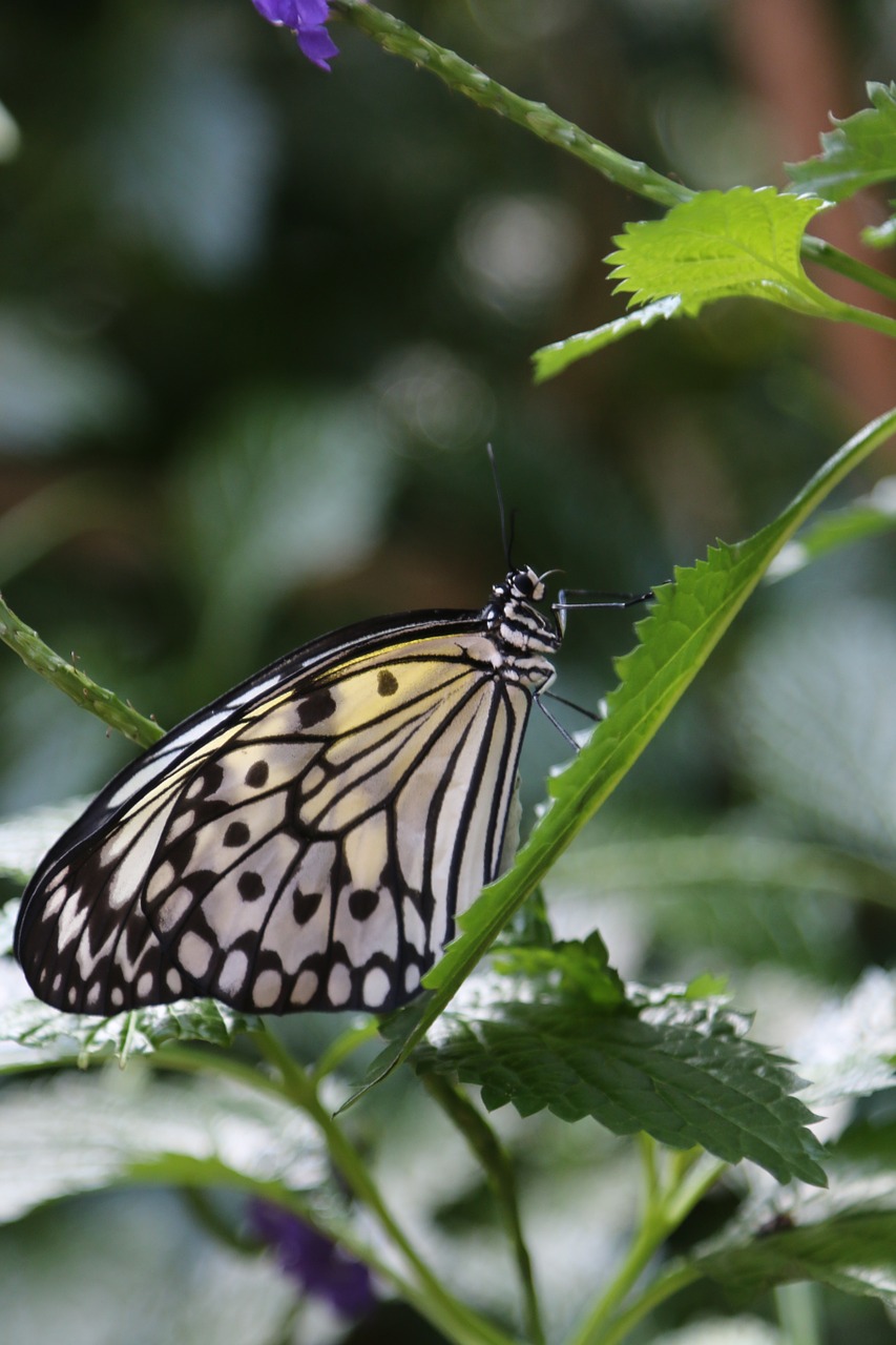 butterfly insect macro free photo