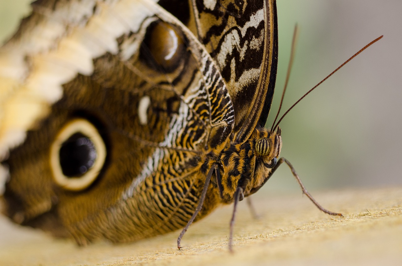 butterfly macro eyes free photo