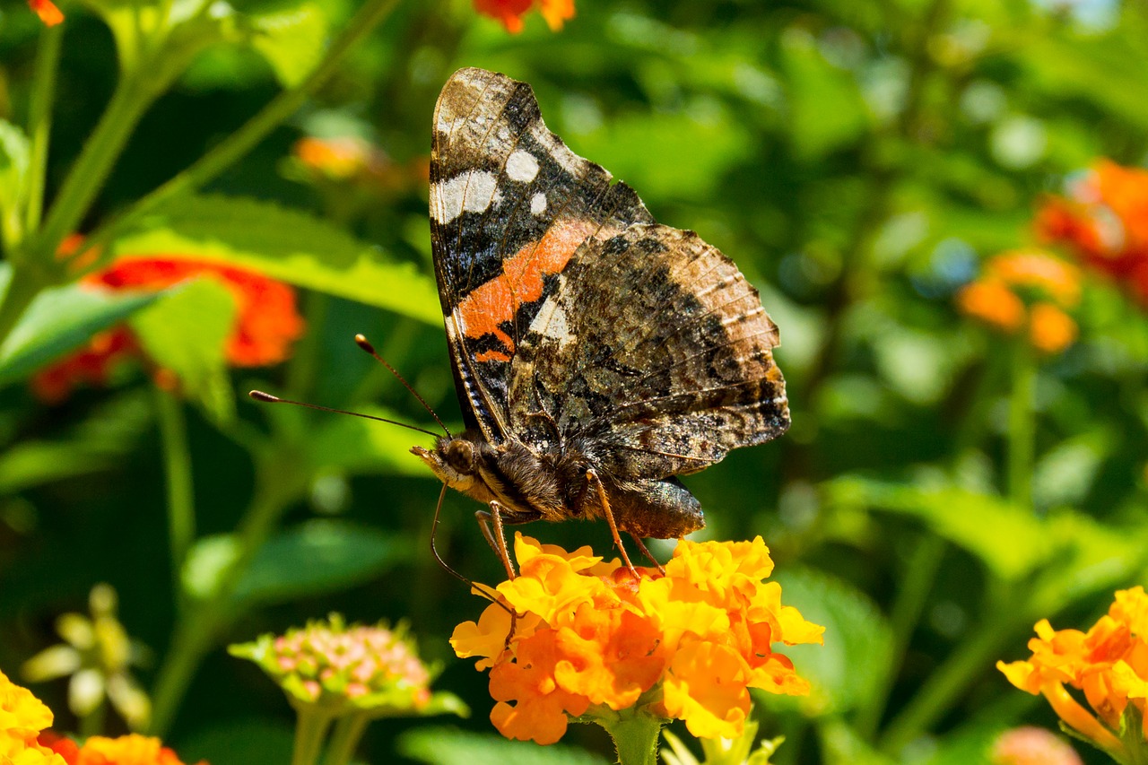 butterfly blossom bloom free photo