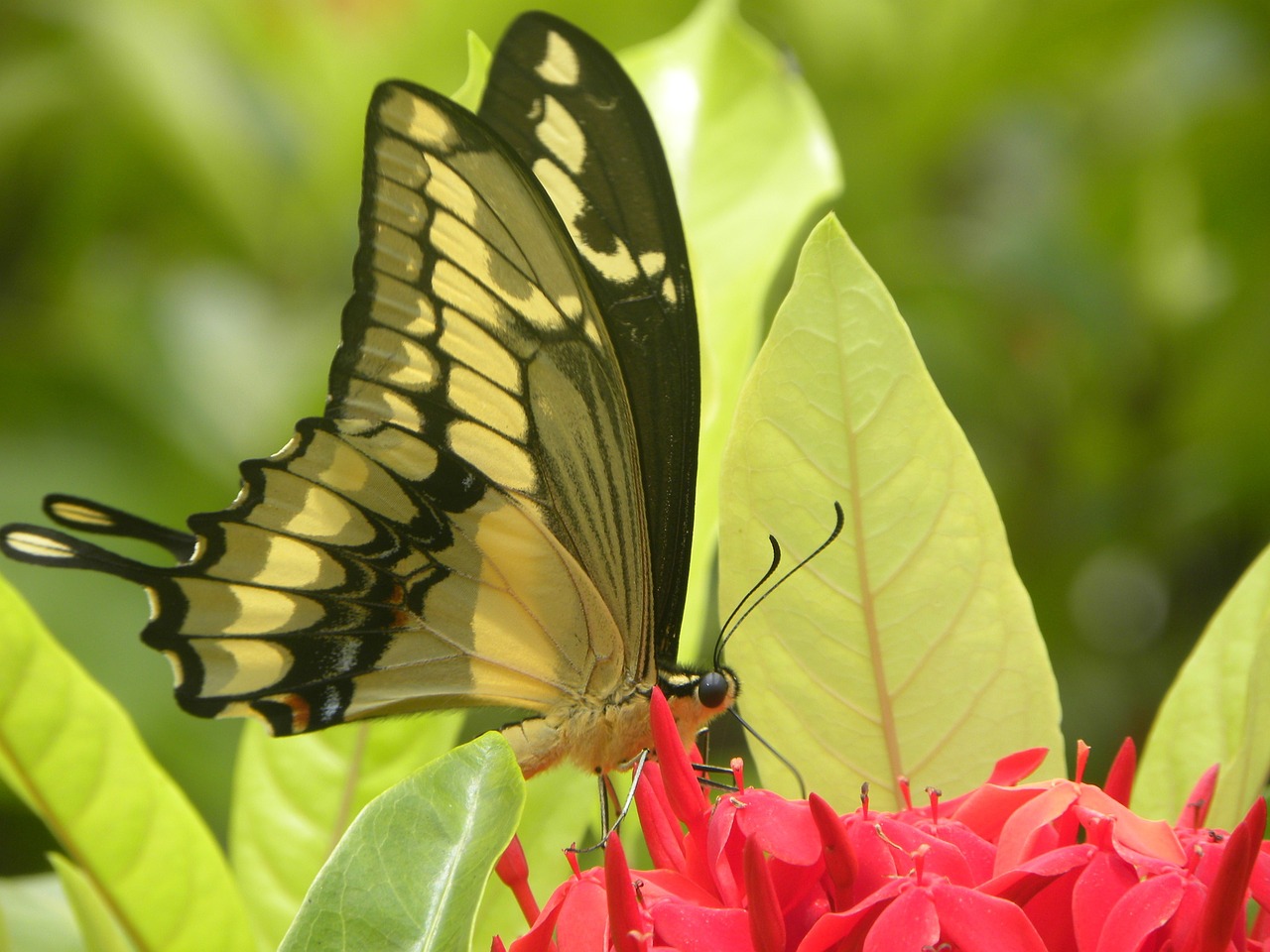 butterfly mariposa flor free photo