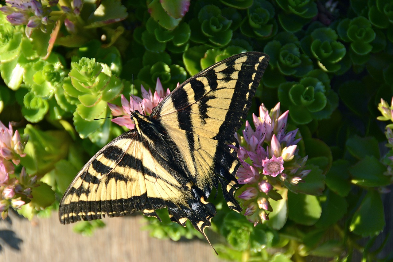 butterfly nature summer free photo