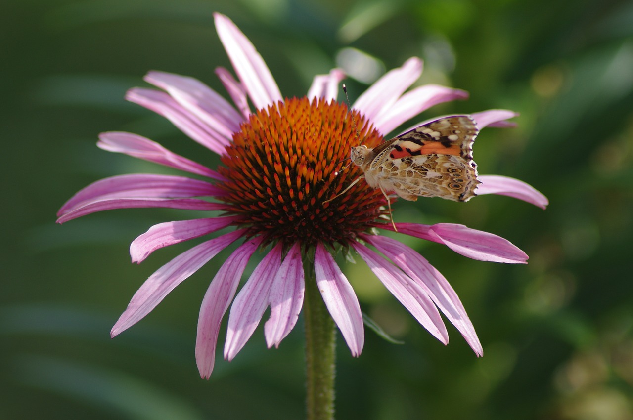 butterfly flower insect free photo