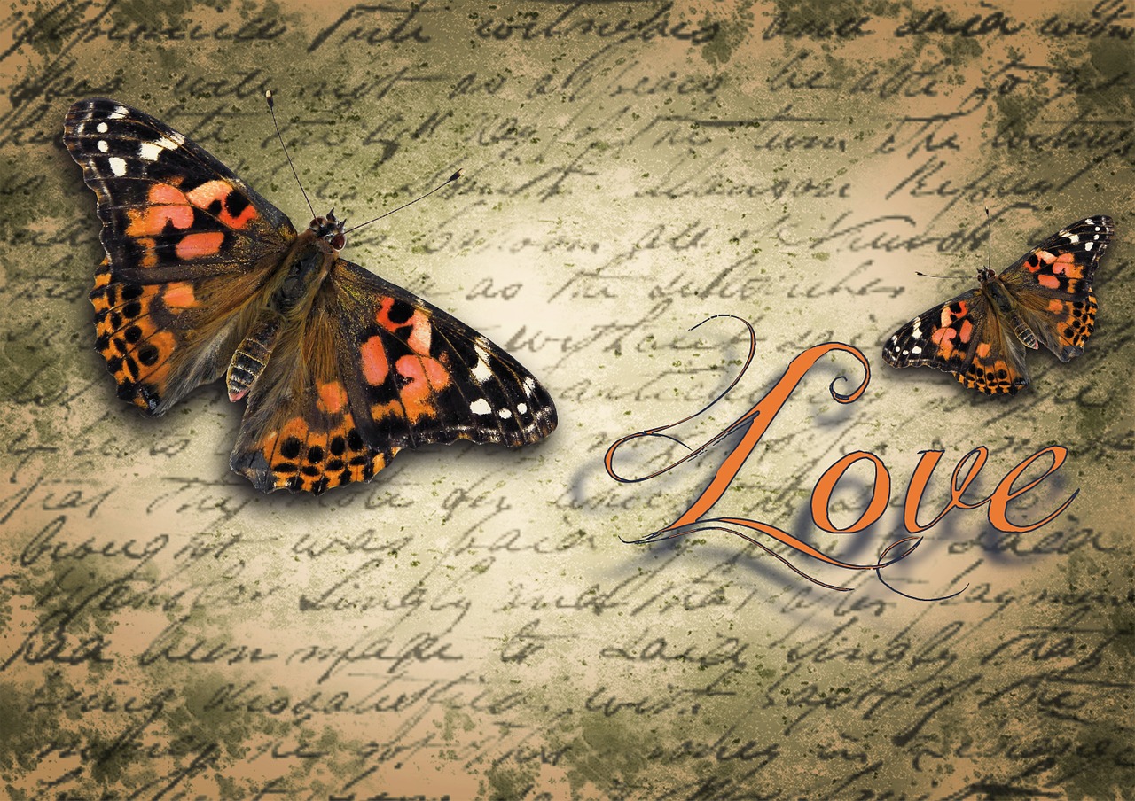 butterfly little fox typography free photo