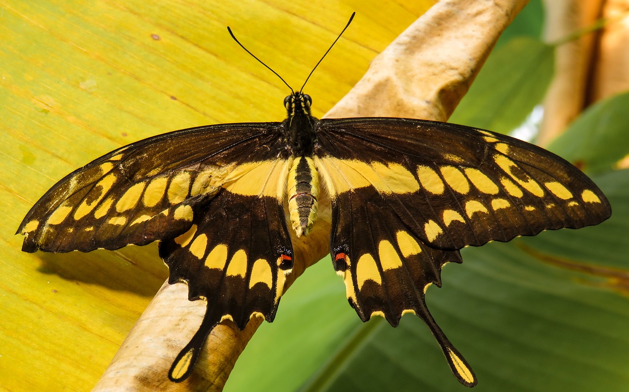 butterfly insect wing free photo