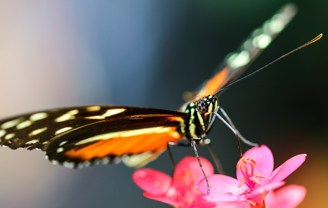 butterfly insect wing free photo