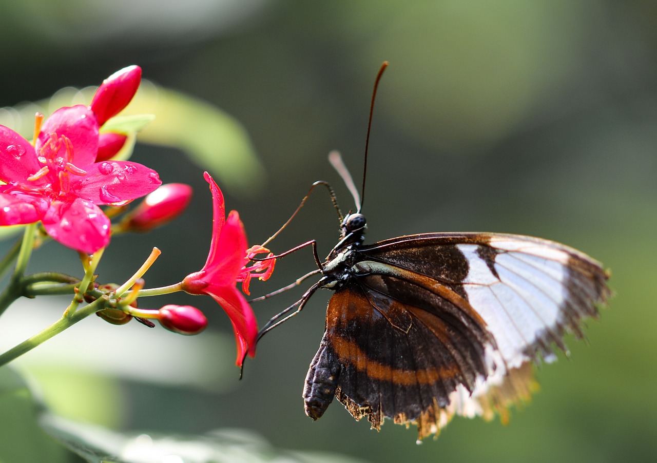 butterfly insect wing free photo