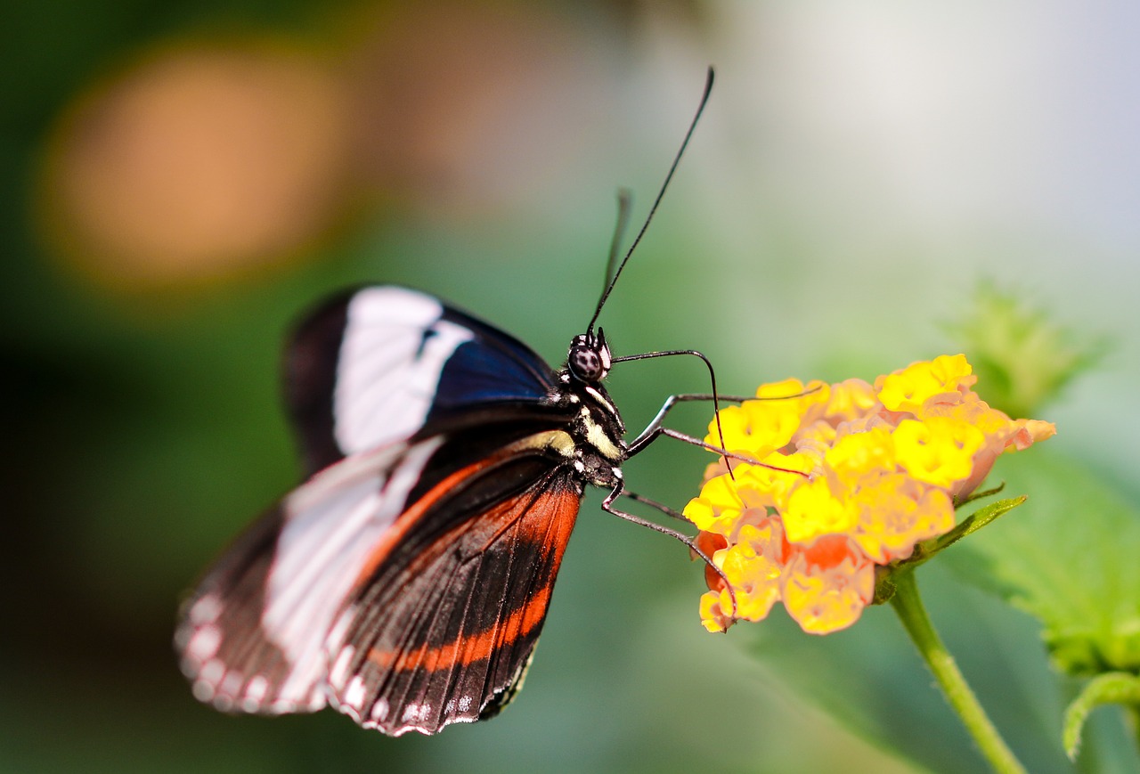 butterfly insect wing free photo