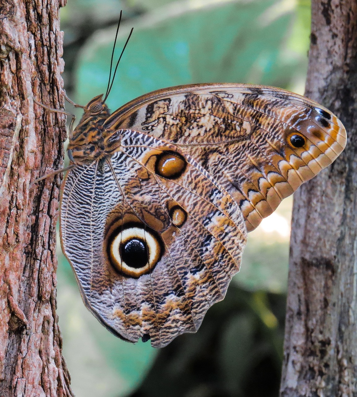 butterfly insect wing free photo