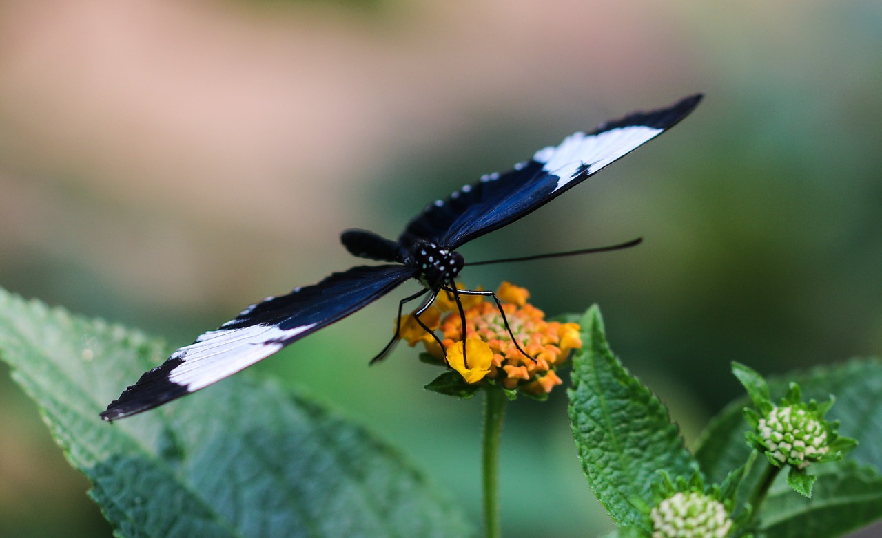 butterfly insect wing free photo