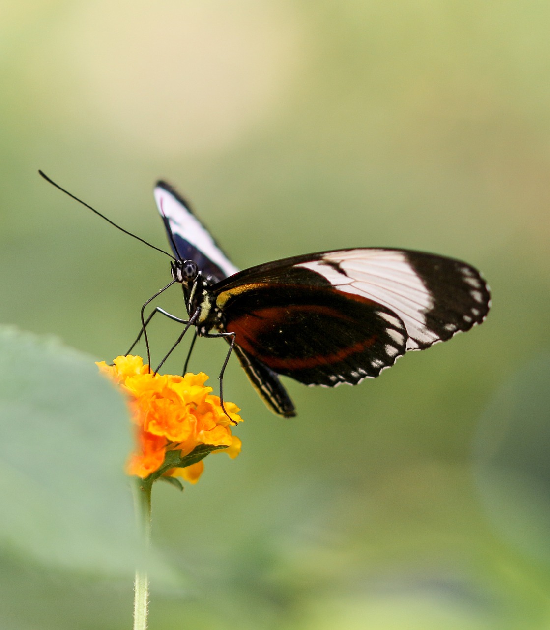 butterfly insect wing free photo