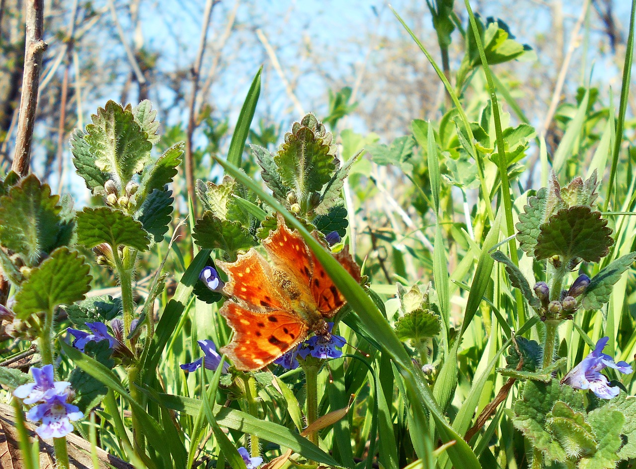 butterfly orange flowers free photo